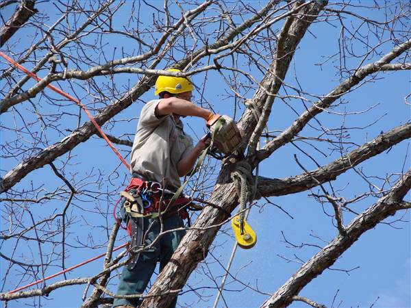 TREE REMOVAL AND LAWN SERVICES FREE ESTIMATES (MARIETTA, Ga)