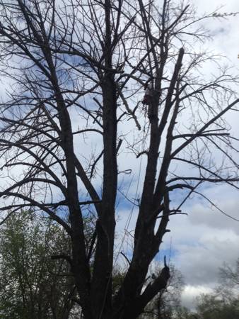 Tree removal and tree trimming (Ohio,Indiana, Kentucky)