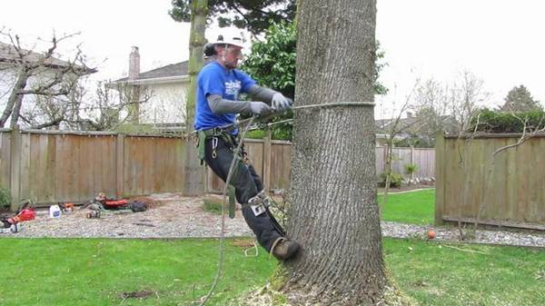Tree Removal and Trimming Services (Sandy  Utah)