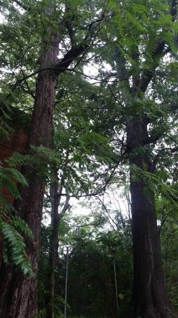 Tree removal  cut