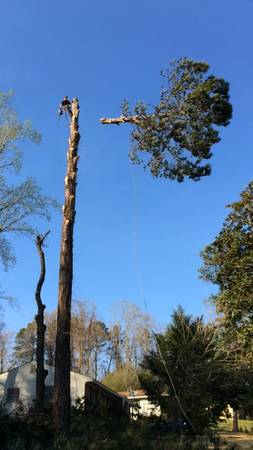 Tree removal (Lee county Columbus area)