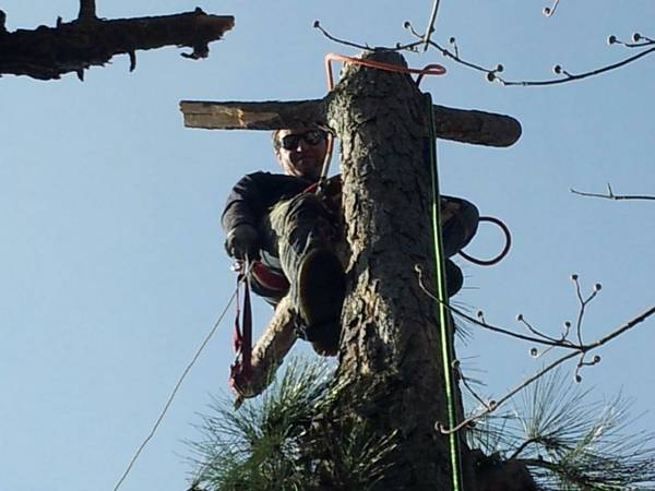 tree removal (pontiac)