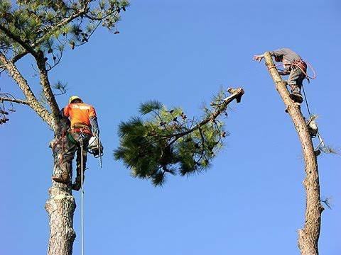 TREE REMOVAL    TREE CUTTING