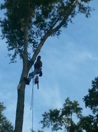 Tree Service and Firewood (Columbus,PC,surrounding)