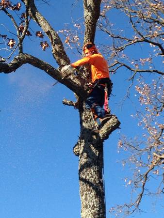 TREE SERVICE (BELLA VISTAROGERS)