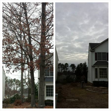 Tree Service (fully insured) (Richmond and surrounding)