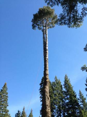 Tree Service (OlympiaTacoma)