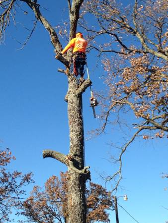 Tree Service (Rogers