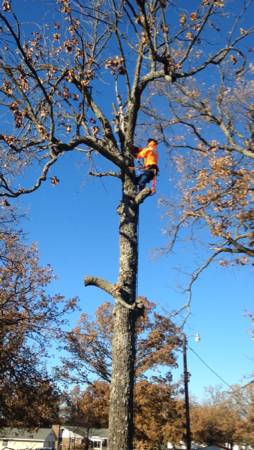 Tree Service (Rogers