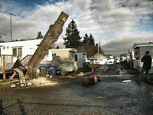 Tree Service,Tree Removals,Stump Grinding (Puyallup.Bonney lake.Sumner federal way)