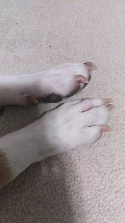 Trim my dogs nails (Silver Spring, MD)