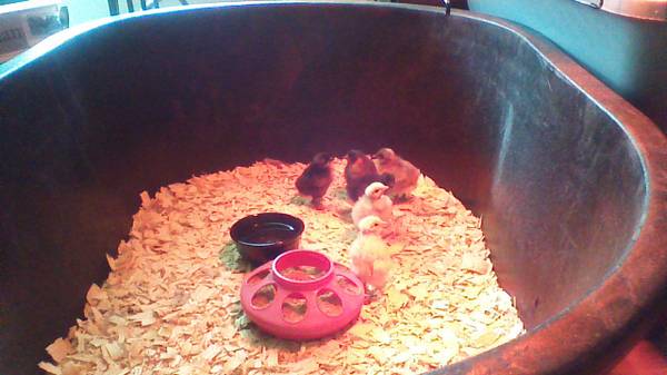 Turken mix chicks for sale