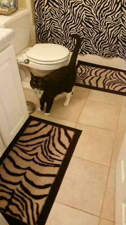 Tuxedo Cat (United States)