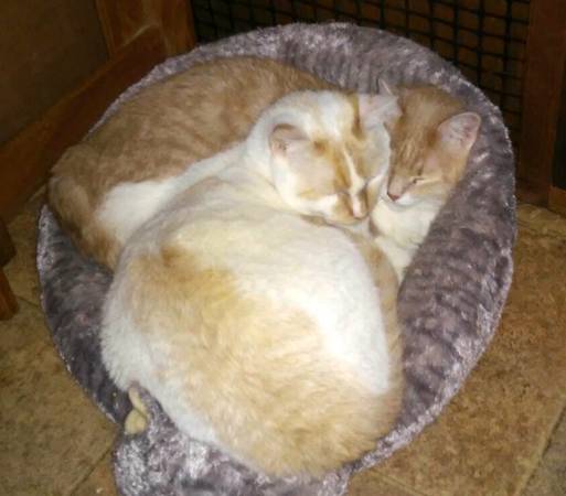 Twice Abandoned, Siamese and Orange Tabby Cats Need New Home (dublin  pleasanton  livermore)