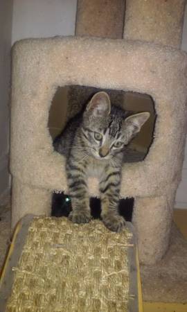 Two 2 month old kittens need Furever homes (Hollywood)
