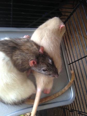 two active male rats need home    (oxford)