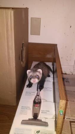 two baby ferrets (n. raleigh)
