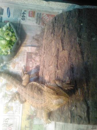 Two Bearded Dragons with Lighting and Food Dish 40 (Lauderhill, FL)