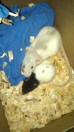 Two beautiful baby Rats (Biddeford)