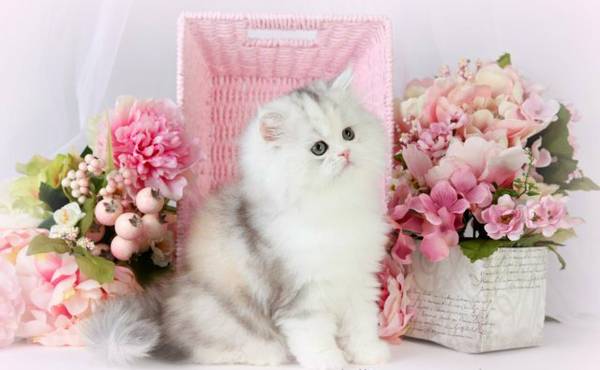 Two Beautiful Calico persian Male and female Kittens