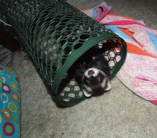 Two beautiful young female ferrets 100 for the pair (Acworth)