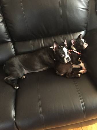 Two Boston Terrier Puppies (Clark, NJ)