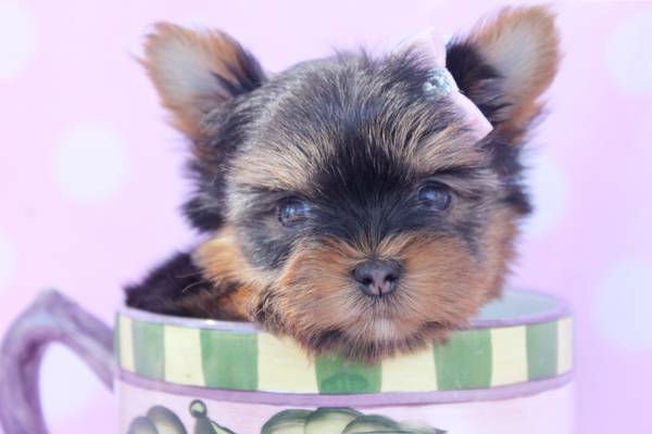 Two clean Standard size yorkie puppies now 13 weeks (Gilbert)