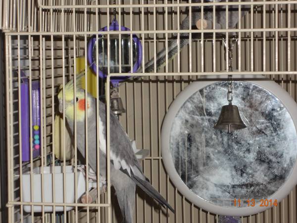 Two Cockatiels  and Cage (Biddeford)