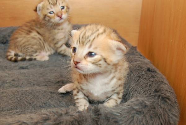two f3 savannah kittens
