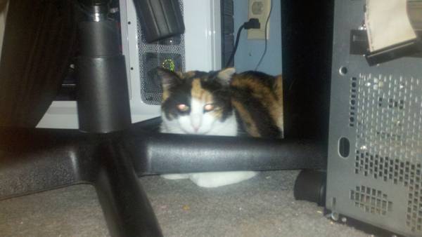 Two Female Calico Cats (york)
