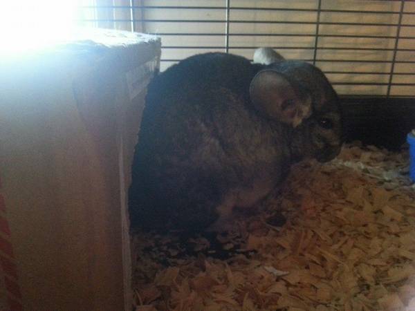 two female chinchillas (Manchester)