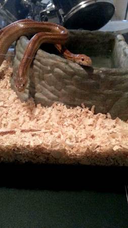 Two Female Corn Snakes