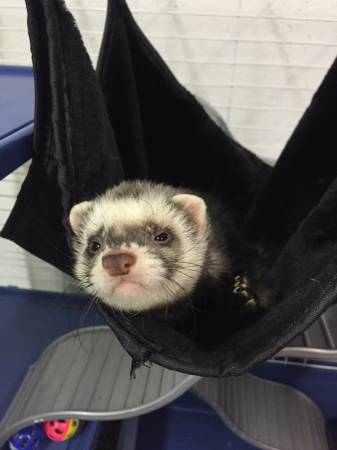 Two ferrets, ferret nation and all supplies (Flushing)