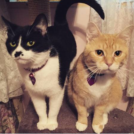 Two great female, spayed, cats (Noblesville)