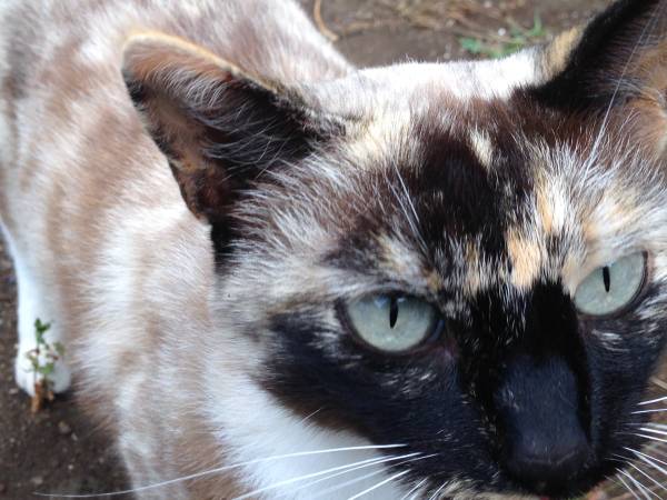 Two Japanese Kitty Cats need loving home (Kula)