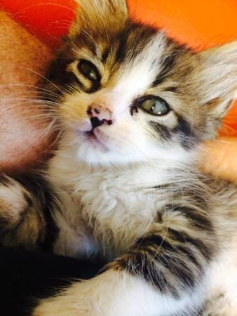 Two kittens for adoption (hollywood fl)
