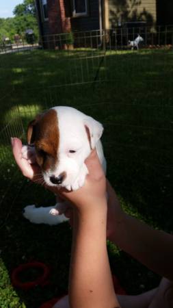 Two left Jack Russell puppies