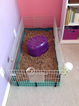 Two male guinea pigs (Millard)