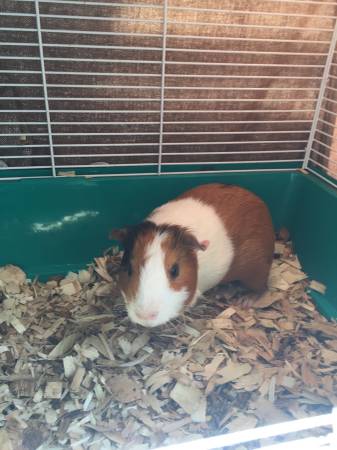 Two male guinea pigs (Perth amboy)