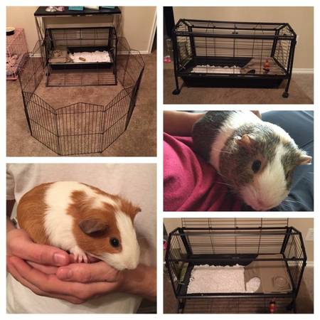 Two male Guineas with cage for sale. 100 OBO (Weatherford)
