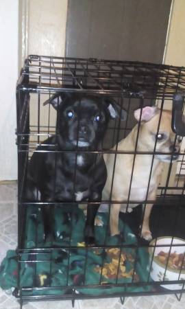 Two Male pugs (Lorain)