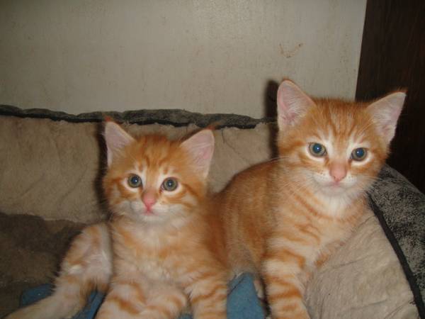Two orange kittens (9 weeks old) (Casco, ME)