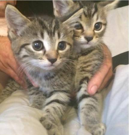 Two pedigree gold spottedrosetted Bengal kittens available (Grand Island)