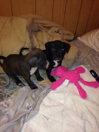 Two pitbull puppies (Picayune)