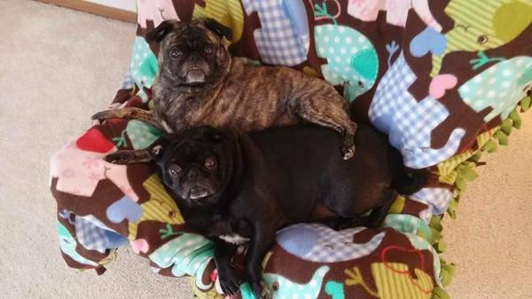 Two Pugs (Bellevue)