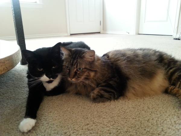 Two Spayed Female Kitties Free To A Good Home (Meridian)