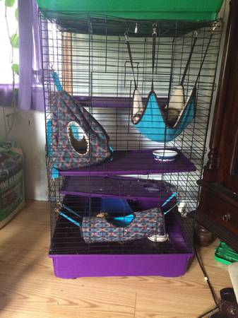 Two sweet ferrets with cage (Anchorage)