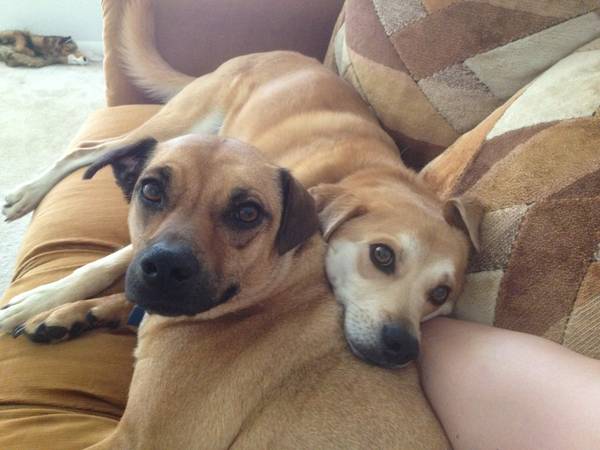 Two wonderful, loving dogs (Pacifica)