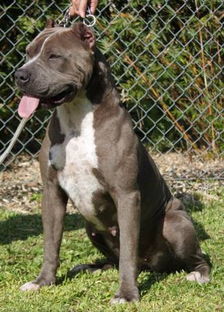 UKC Registered Adult Female (Hilo)