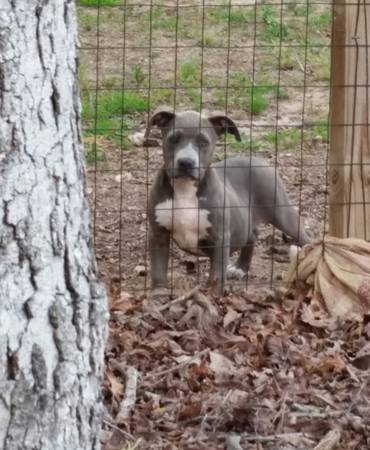 UKC registered blue pitbull puppy (Cleveland Georgia)